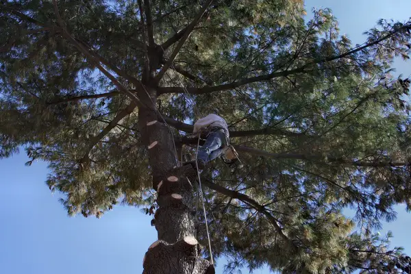 Your Way Lawn and Tree's Other Services
